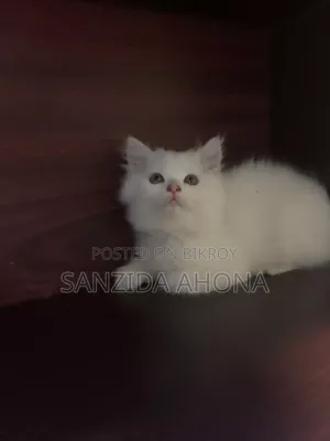 ১-৩ মাসের ফিমেল পিওরব্রেড পার্সিয়ান