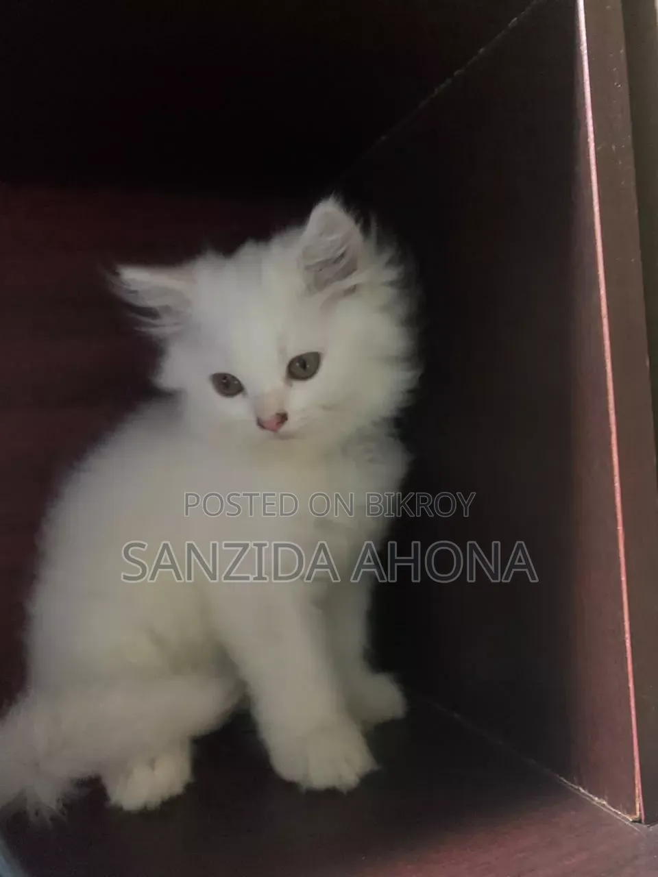 ১-৩ মাসের ফিমেল পিওরব্রেড পার্সিয়ান