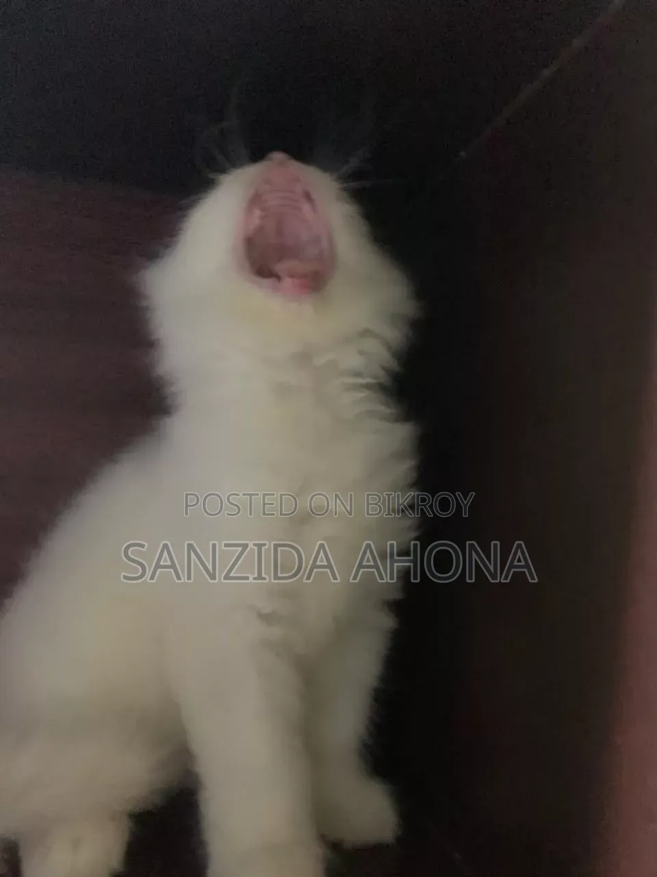 ১-৩ মাসের ফিমেল পিওরব্রেড পার্সিয়ান