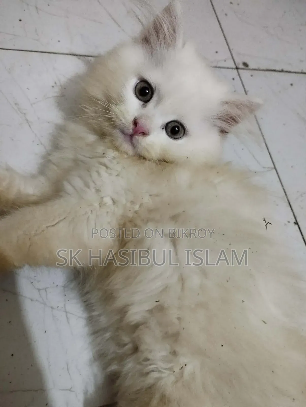 1-3 months Male Purebred Persian
