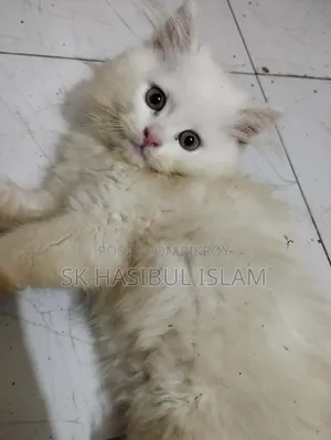 ১-৩ মাসের মেল পিউরব্রেড পার্সিয়ান
