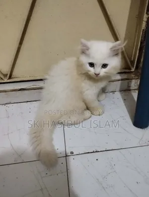 1-3 months Male Purebred Persian