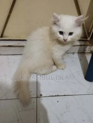 1-3 months Male Purebred Persian