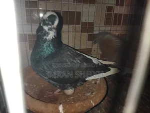 দেশি গোল্লা কবুতর বিক্রয় হবে