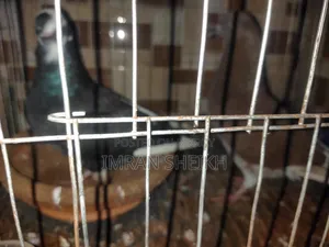 দেশি গোল্লা কবুতর বিক্রয় হবে