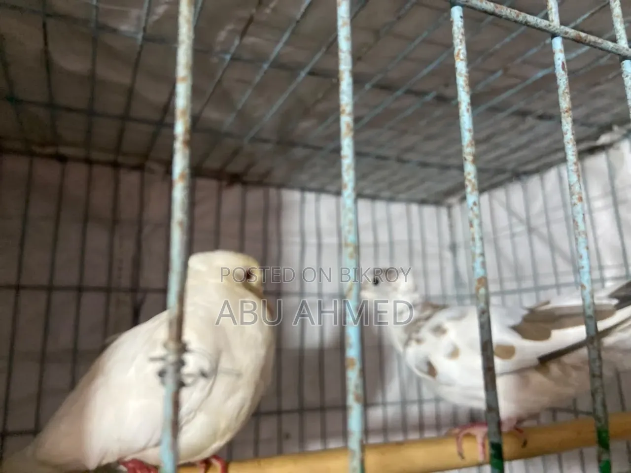 অস্ট্রেলিয়ান চিউতাল ঘুঘু