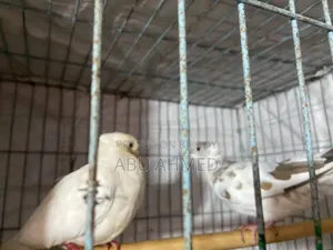 অস্ট্রেলিয়ান চিউতাল ঘুঘু