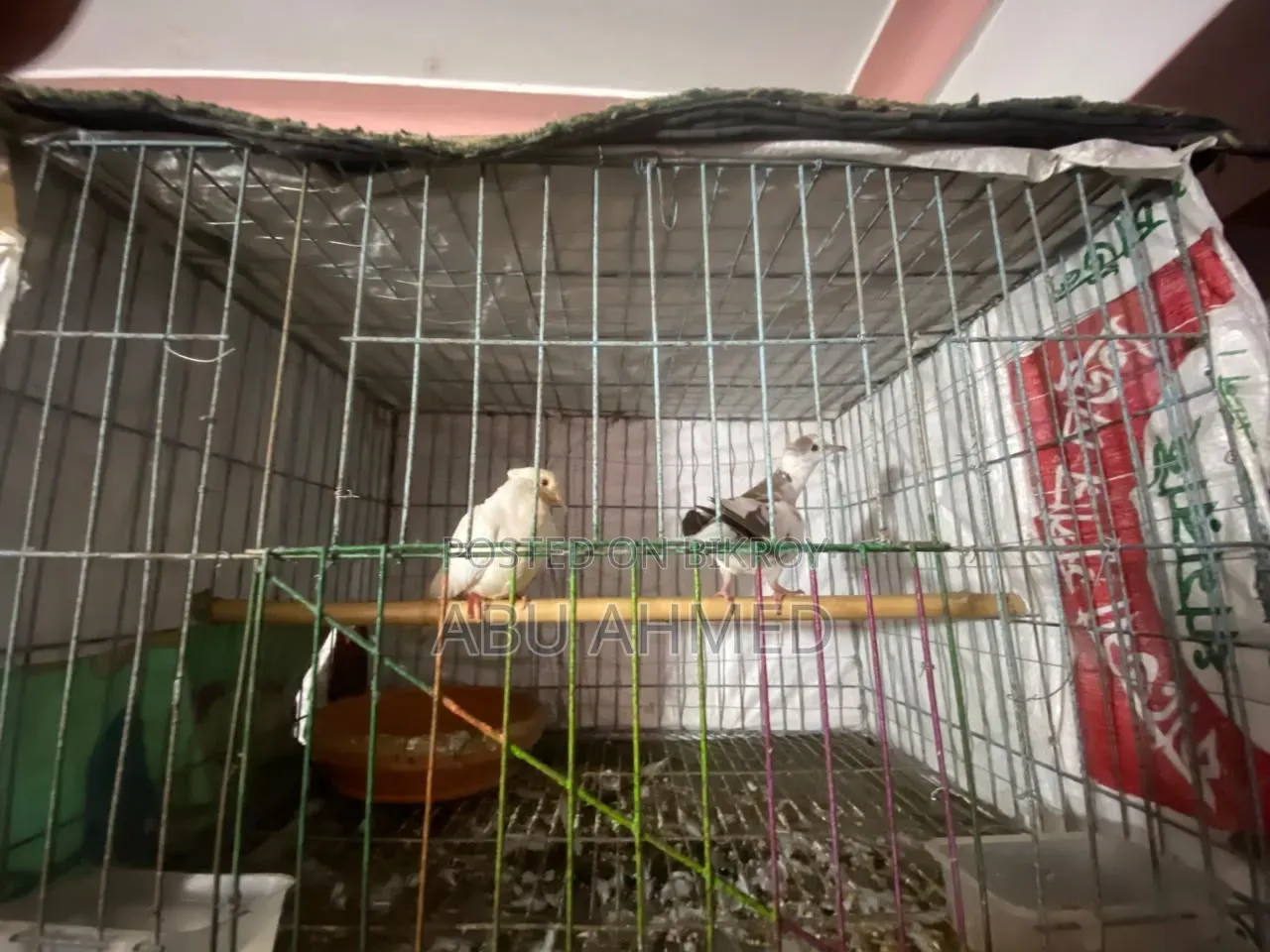 অস্ট্রেলিয়ান চিউতাল ঘুঘু
