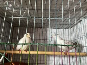 অস্ট্রেলিয়ান চিউতাল ঘুঘু