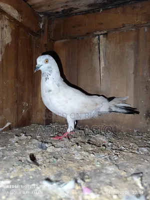 চোখ হলুদ নর