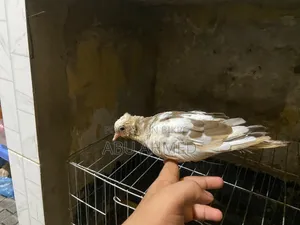 Australian Gugu