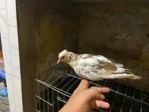 Australian Gugu