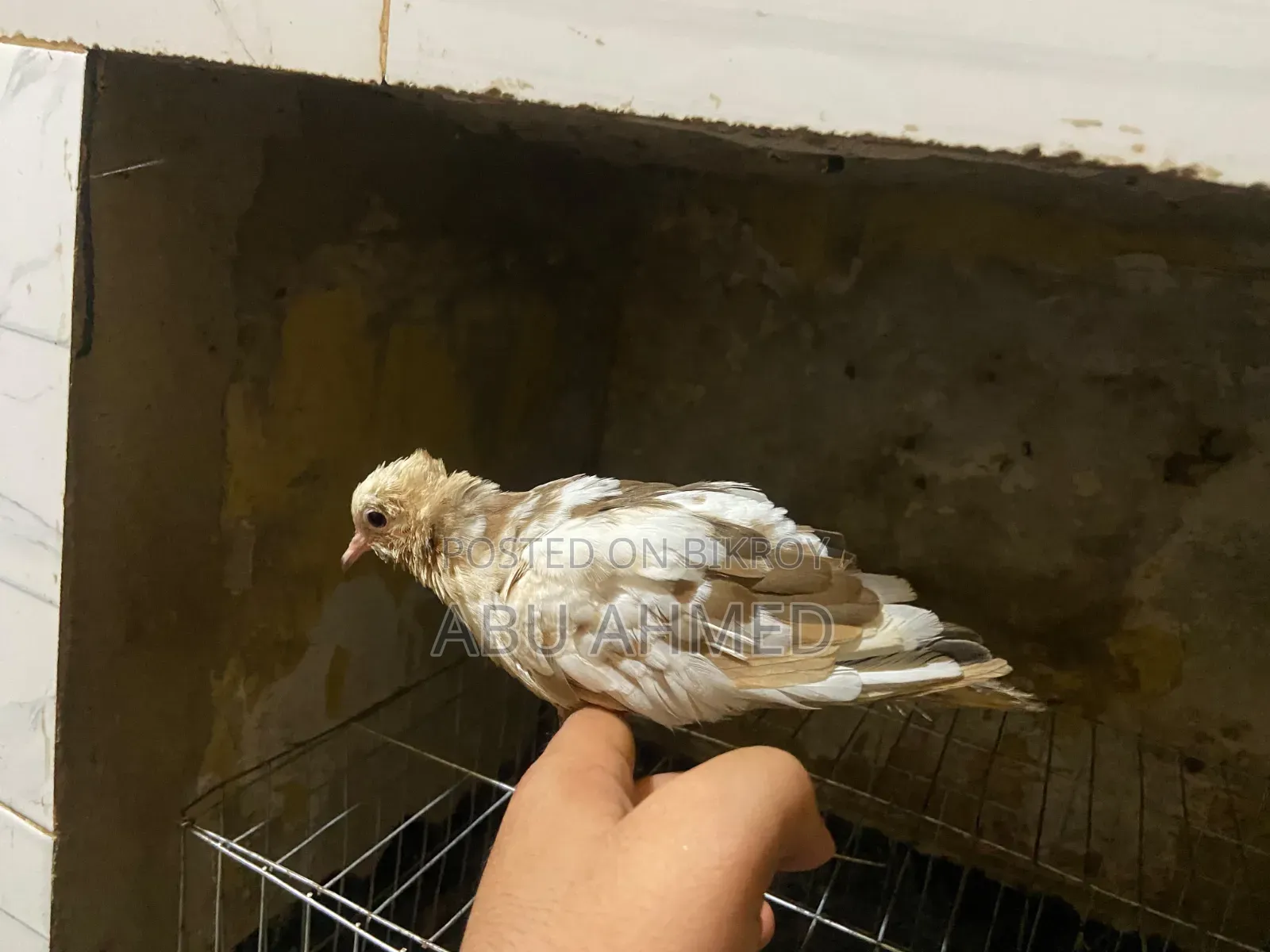 Australian Gugu
