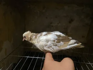 Australian Gugu