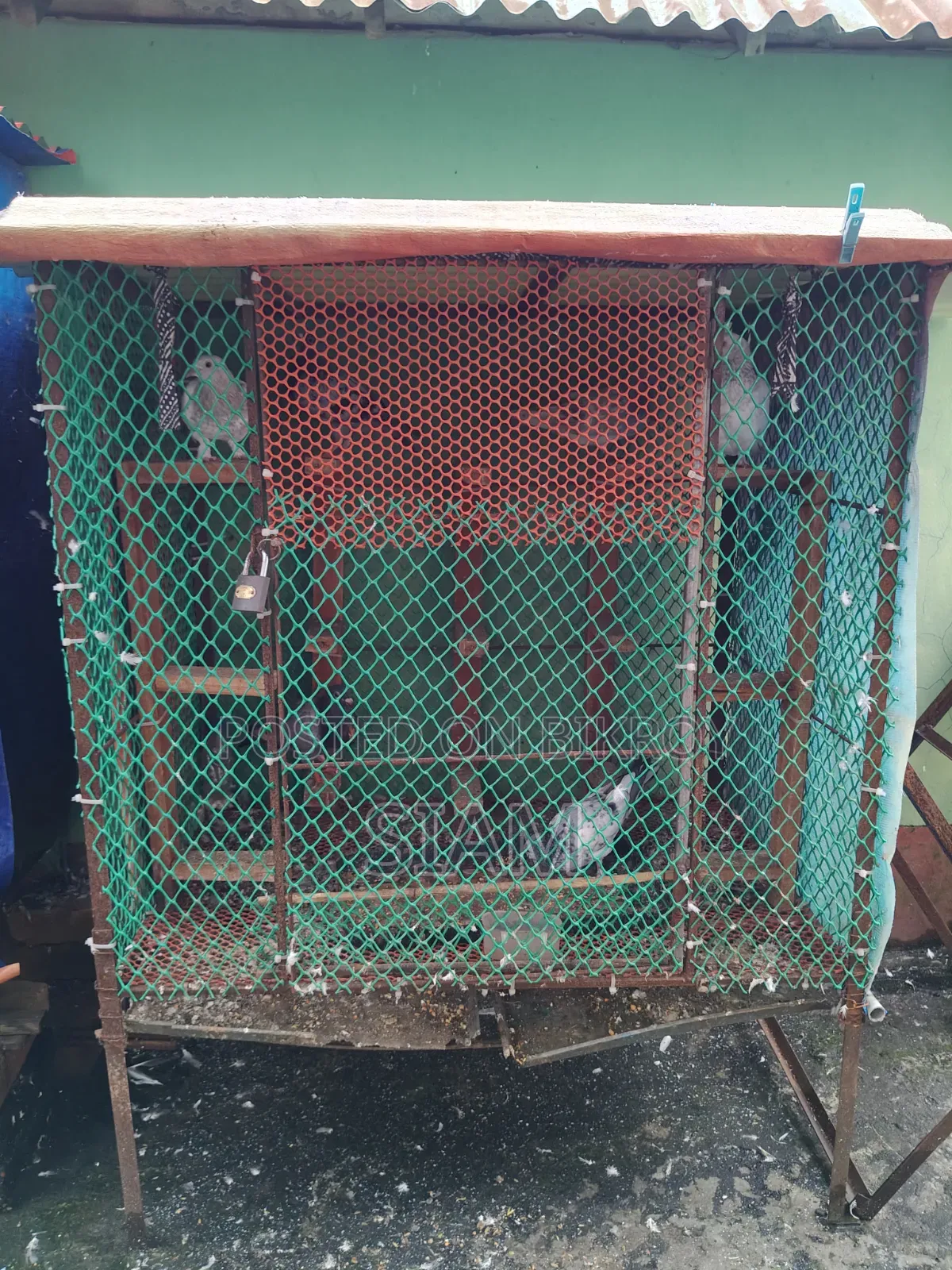 কবুতরের ধাপরি