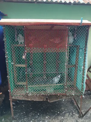 কবুতরের ধাপরি