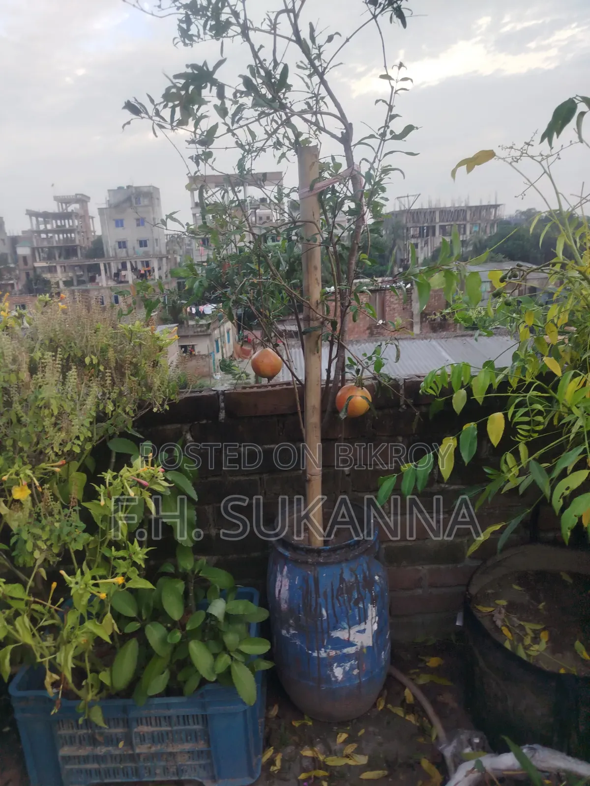 Mother Pomegranate Tree