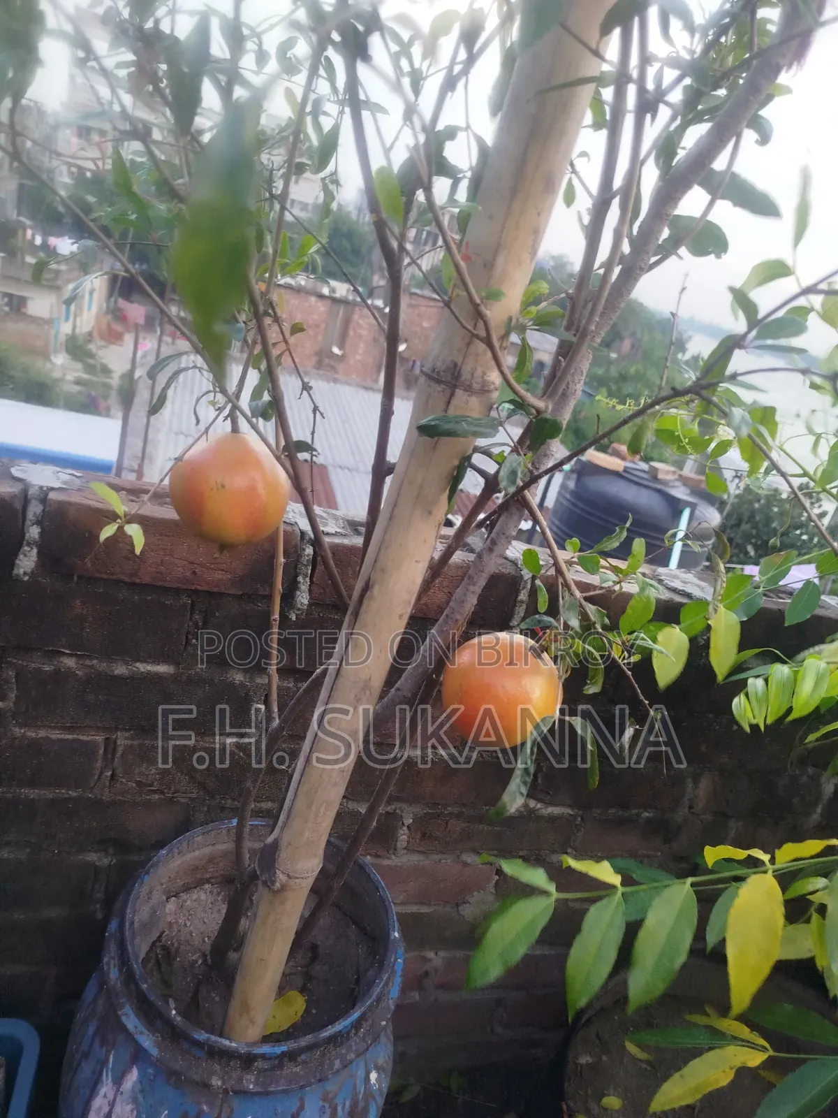 Mother Pomegranate Tree