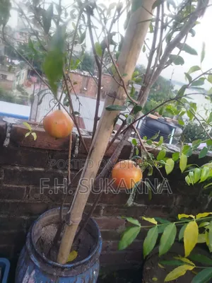 Mother Pomegranate Tree