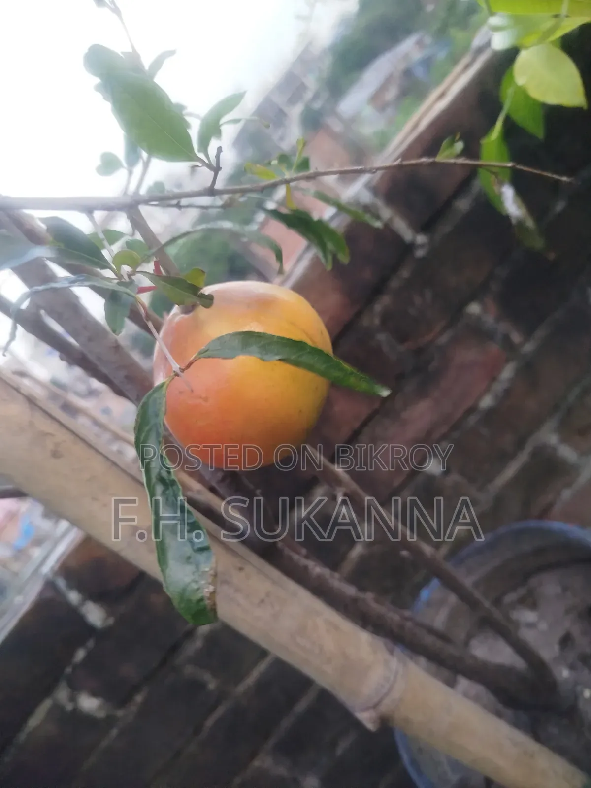 Mother Pomegranate Tree