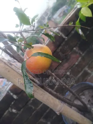 Mother Pomegranate Tree