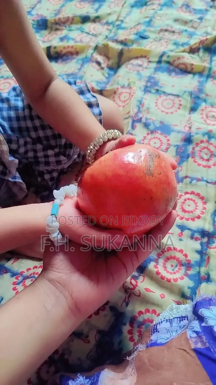 Mother Pomegranate Tree