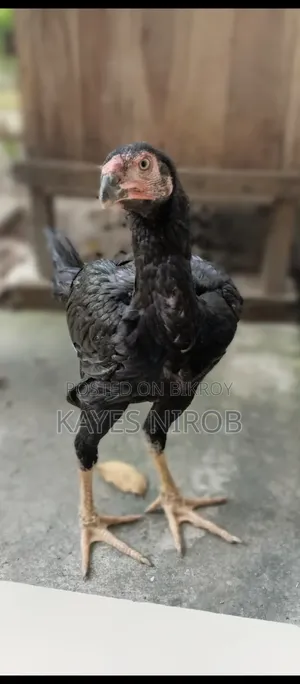 অরজিনাল আসিল মুরগি ডাবল বডি মাদি