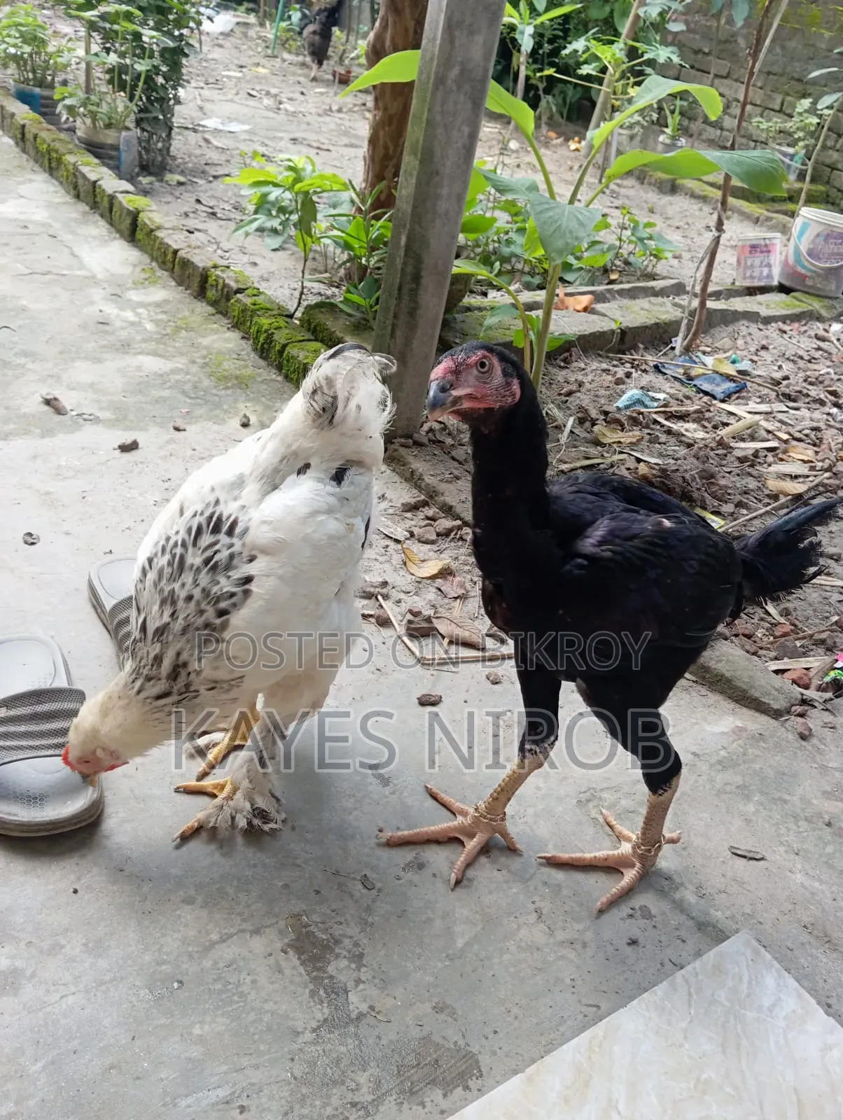 অরজিনাল আসিল মুরগি ডাবল বডি মাদি