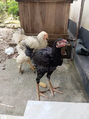 অরজিনাল আসিল মুরগি ডাবল বডি মাদি