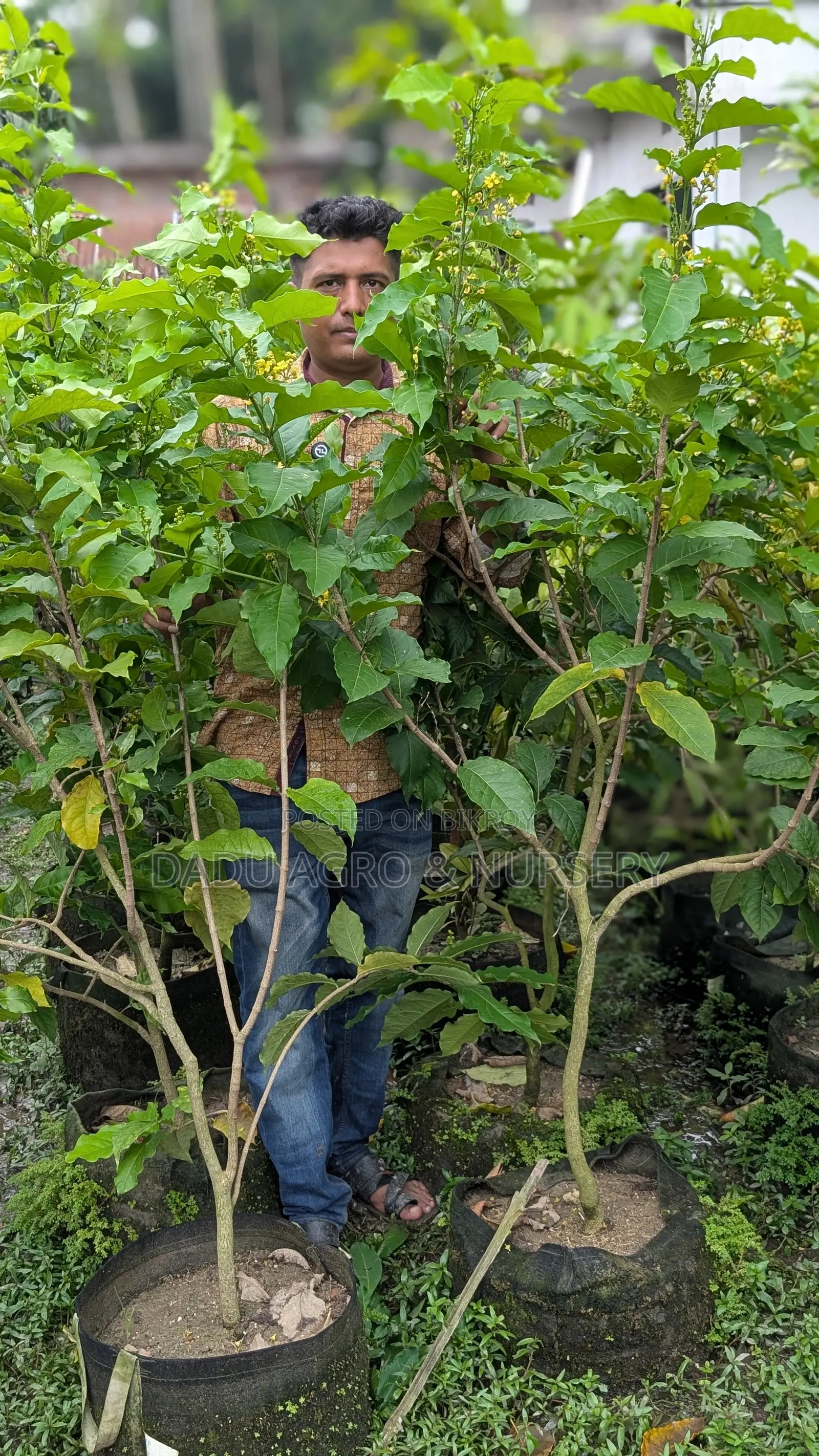 পিনাট বাটার ফ্রুট গাছের চারা বিক্রি