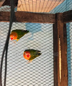 গ্রিন অপালিন লাভ বার্ড