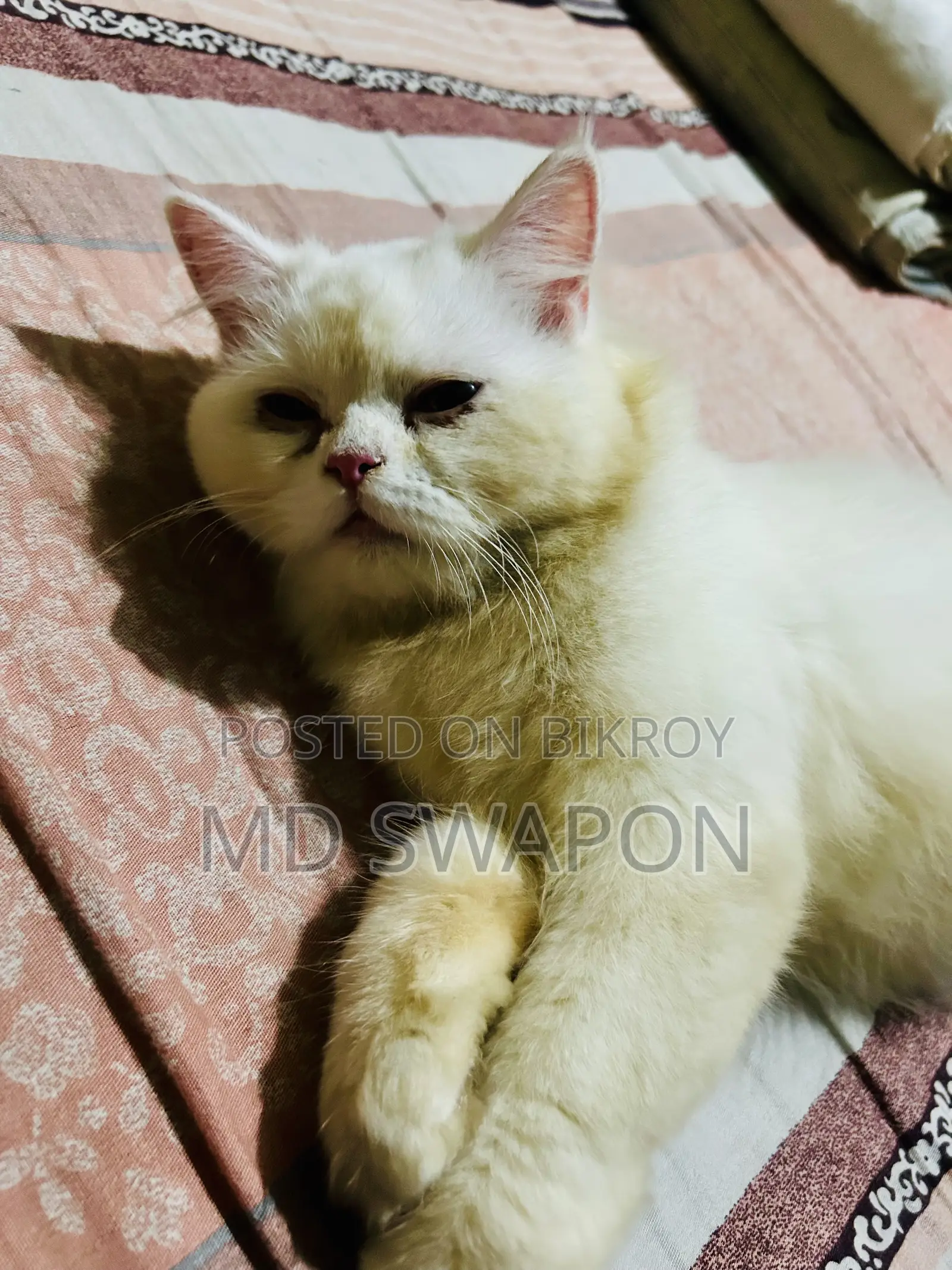 ৬-১২ মাস বয়সী ফিমেল পিওরব্রেড পারসিয়ান