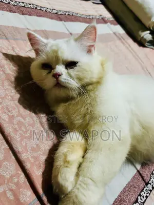 ৬-১২ মাস বয়সী ফিমেল পিওরব্রেড পারসিয়ান