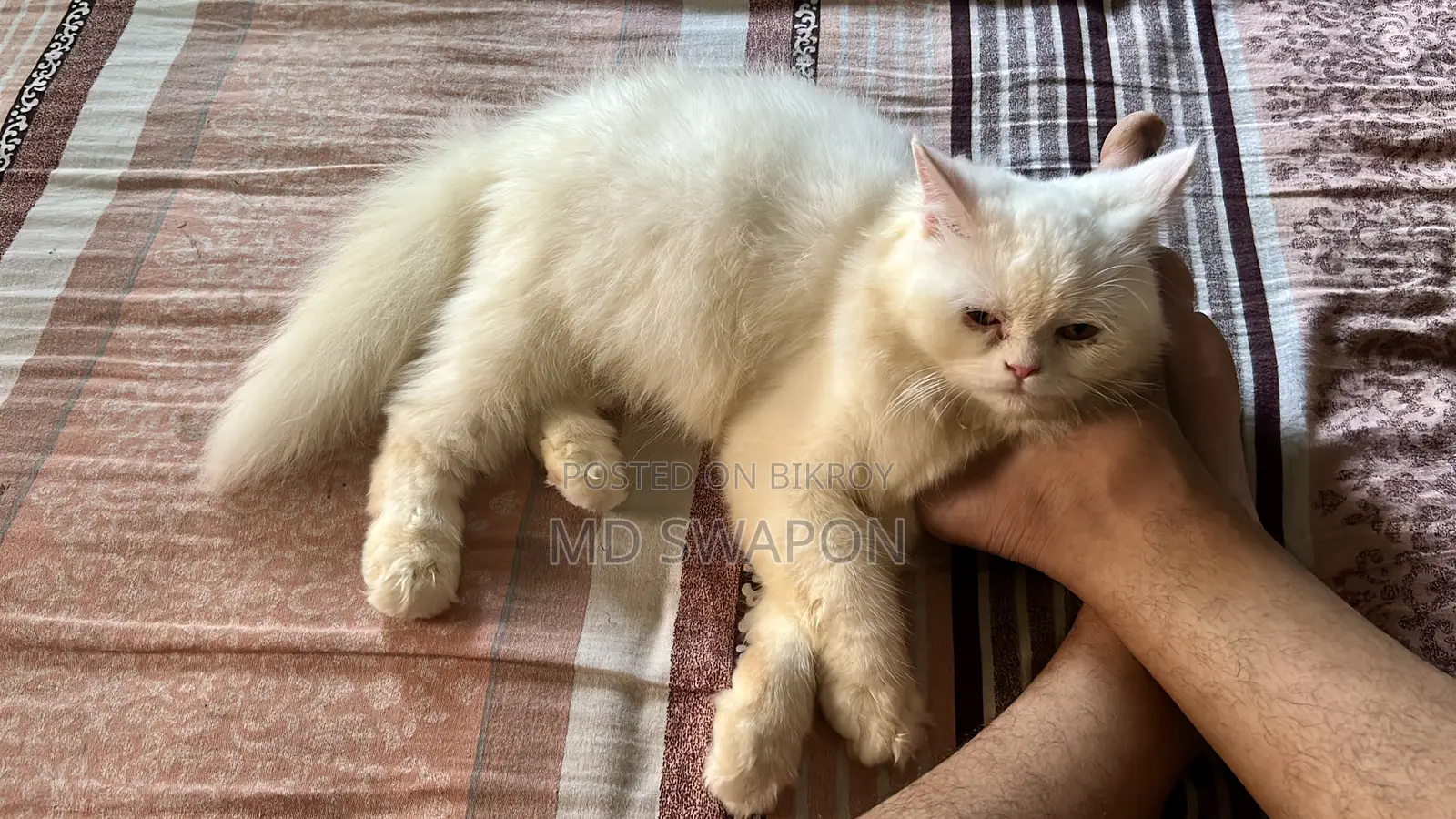 ৬-১২ মাস বয়সী ফিমেল পিওরব্রেড পারসিয়ান