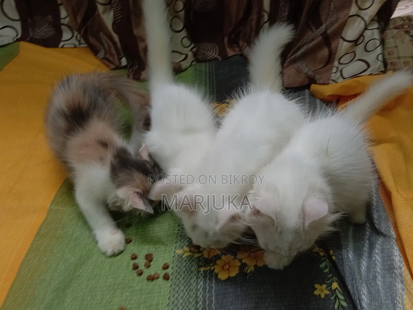 ১-৩ মাস বয়সী ফিমেল মিক্সড ব্রিড পারসিয়ান