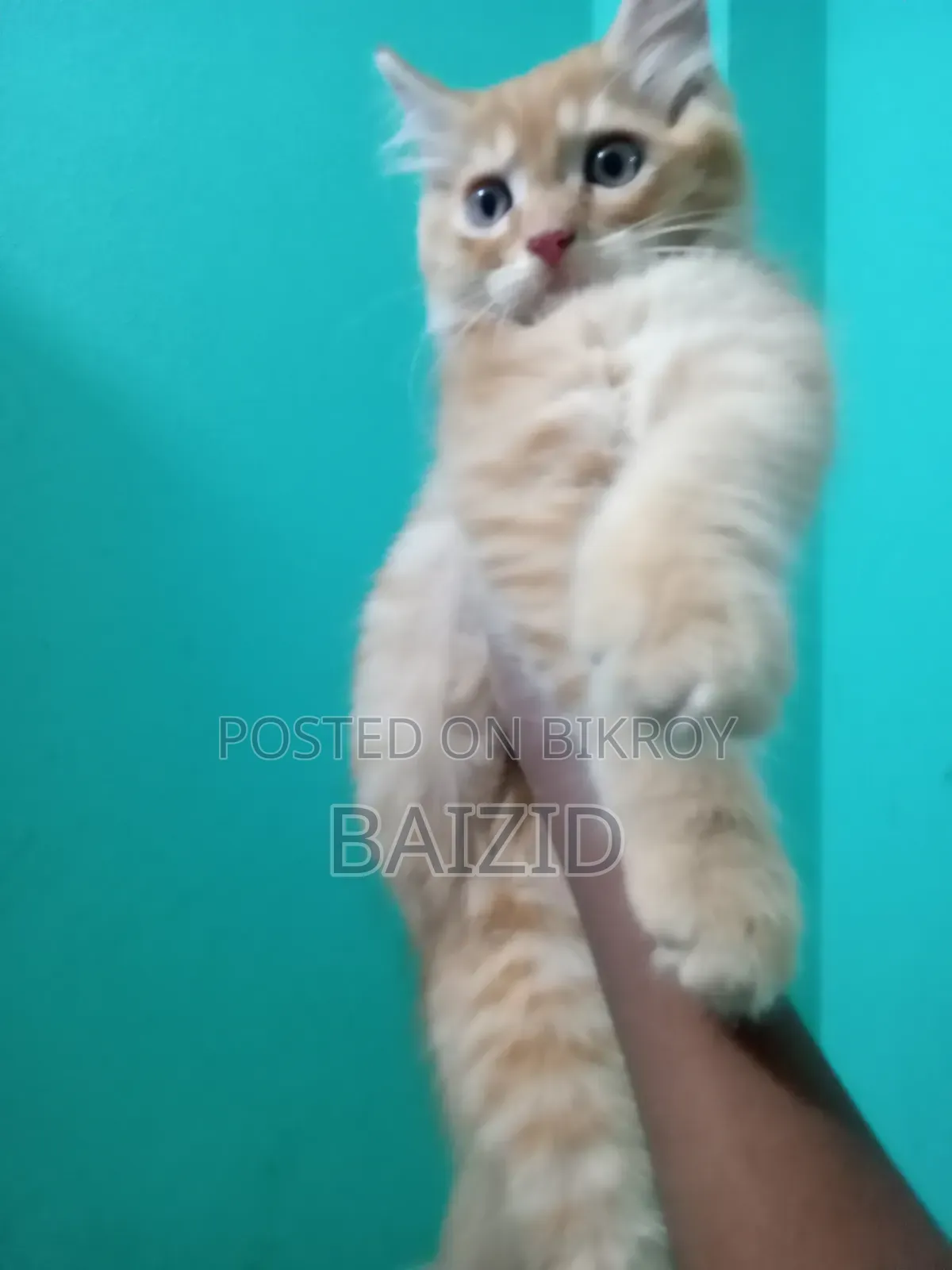 ১-৩ মাসের পুরুষ পিউরব্রেড পার্সিয়ান