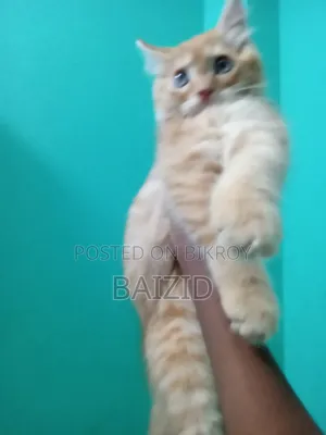 ১-৩ মাসের পুরুষ পিউরব্রেড পার্সিয়ান