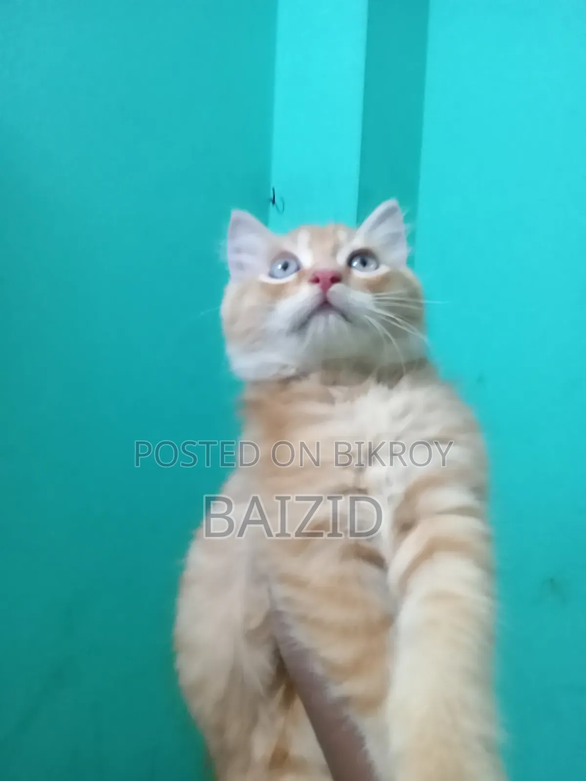 ১-৩ মাসের পুরুষ পিউরব্রেড পার্সিয়ান