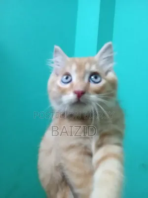 ১-৩ মাসের পুরুষ পিউরব্রেড পার্সিয়ান