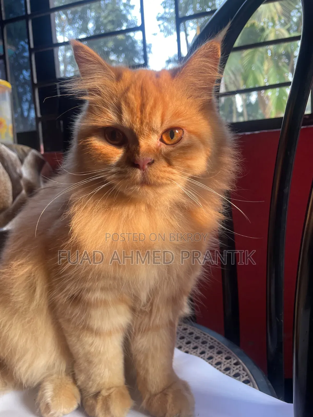 1+ year Female Purebred Persian