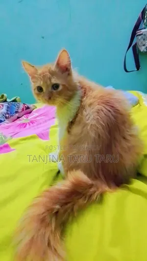 ১-৩ মাসের মেল পিওরব্রেড পার্সিয়ান বিড়াল