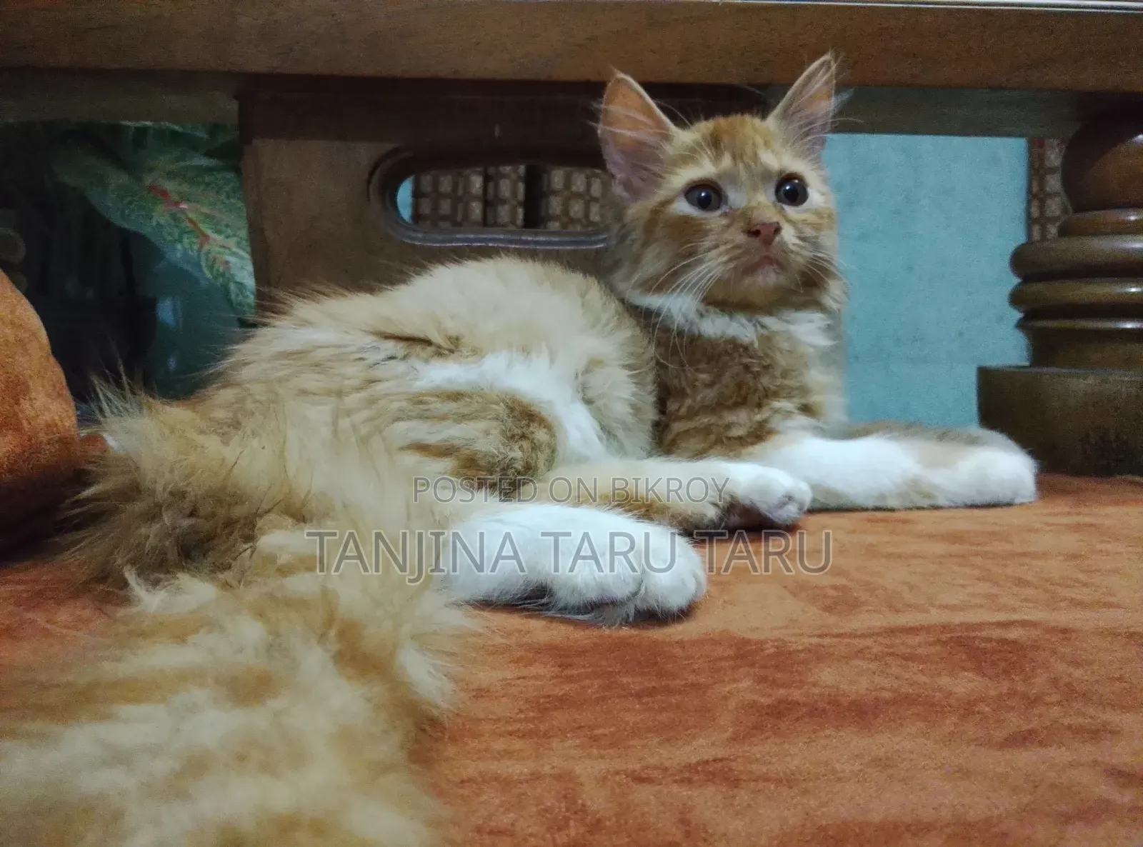 1-3 Months Male Purebred Persian Cat
