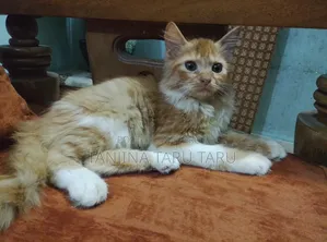 1-3 Months Male Purebred Persian Cat