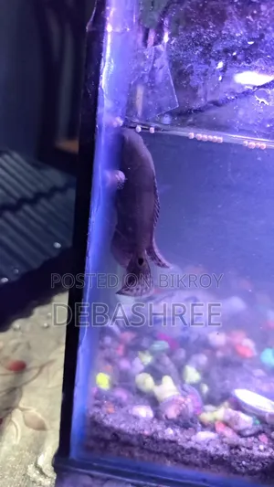 Silver Tiger Oscar Fish
