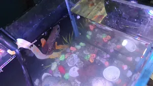 Silver Tiger Oscar Fish