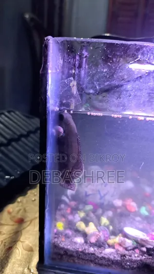 Silver Tiger Oscar Fish