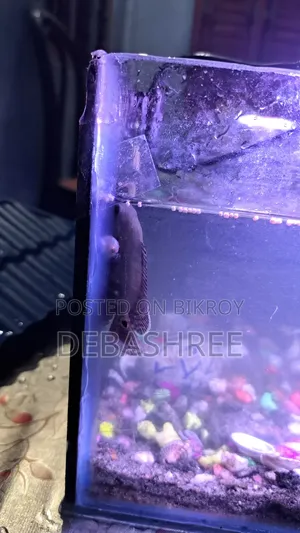Silver Tiger Oscar Fish