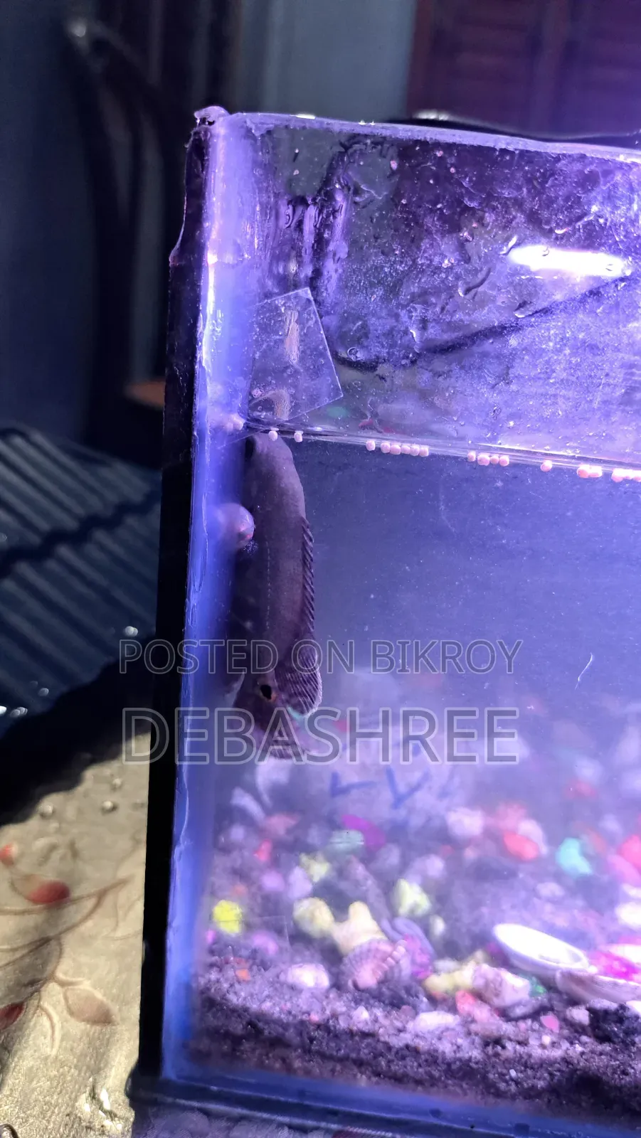 Silver Tiger Oscar Fish