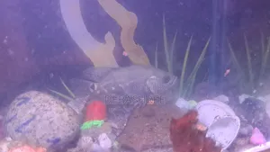 Silver Tiger Oscar Fish