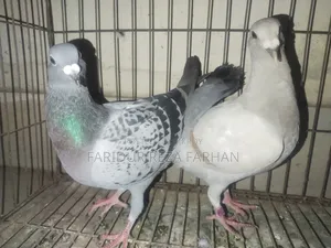 রেসার জোড়া